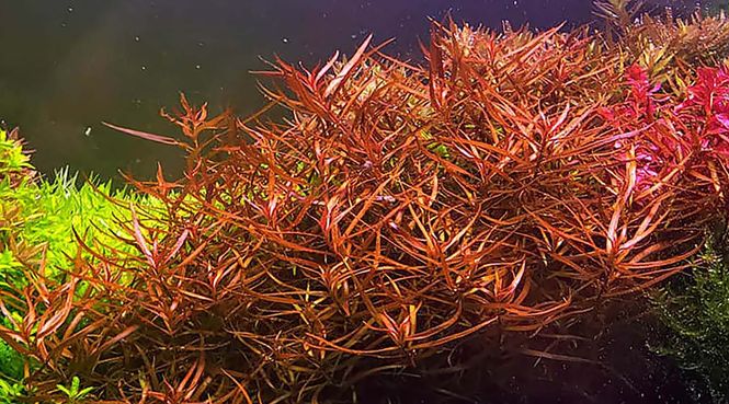 Hovedbilde Ludwigia arcuata