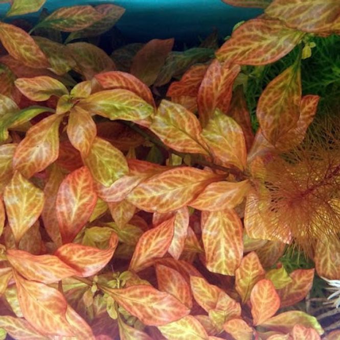 Hovedbilde Ludwigia Atlantis 