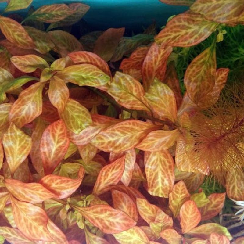 Ludwigia Atlantis 