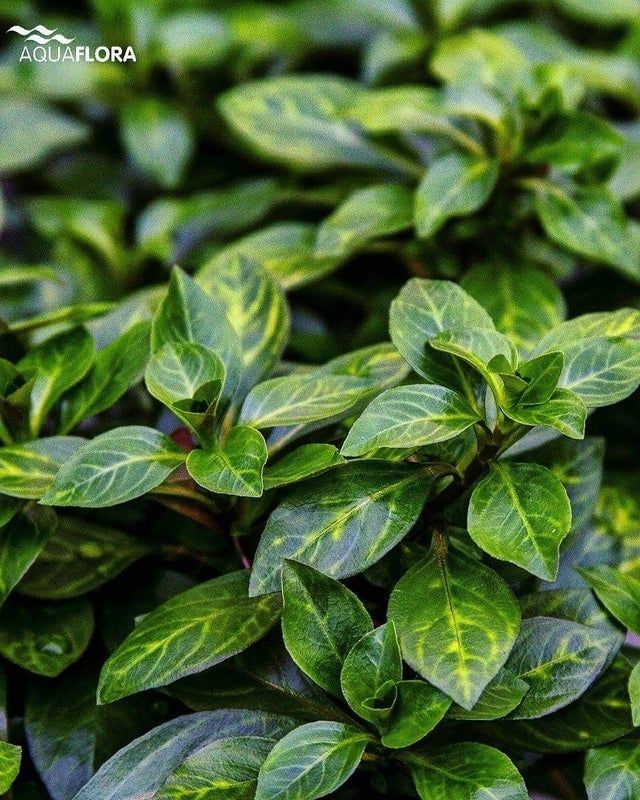 Ludwigia Atlantis 