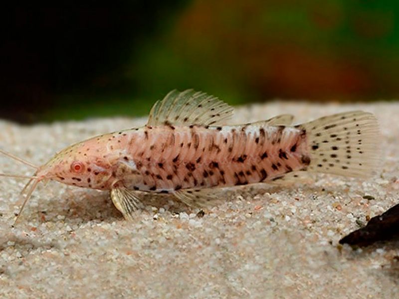  Megalechis thoracata Albino 4-5cm