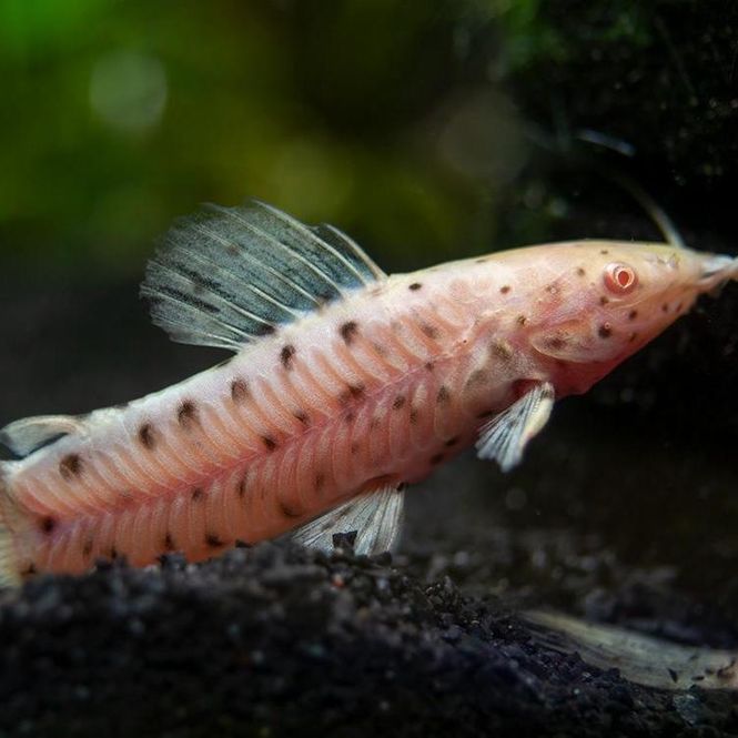 Hovedbilde  Megalechis thoracata Albino 8-10cm