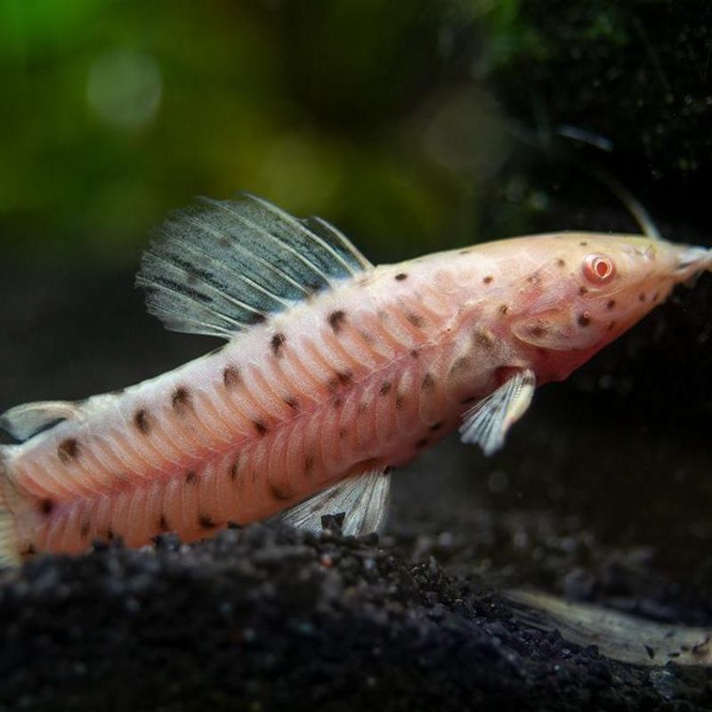  Megalechis thoracata Albino 4-5cm