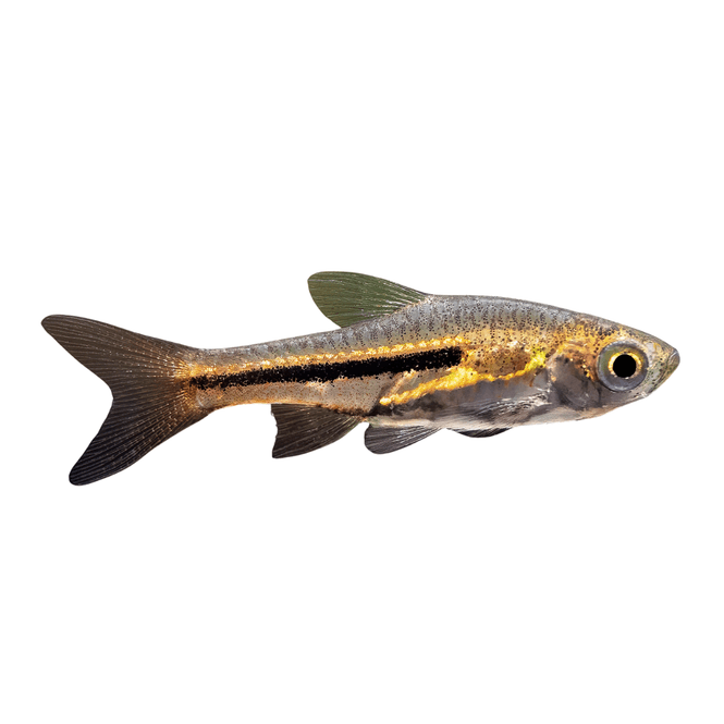 Hovedbilde Trigonostigma somphongsi / Siamesisk Dverg Rasbora 