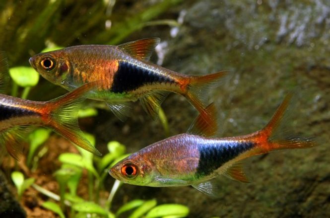 Hovedbilde Kileflekk Rasbora 