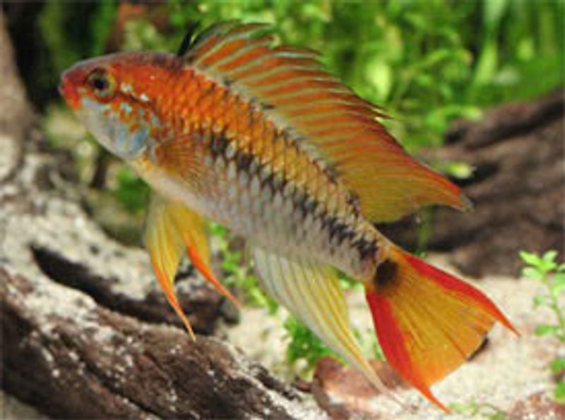 Apistogramma Macmasteri XL VF 