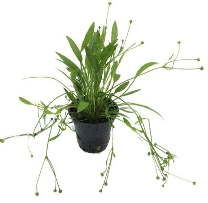 Hovedbilde Echinodorus tenellus