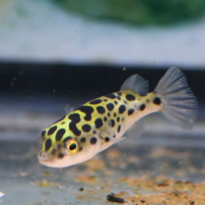 TETRAODON NIGROVIRIDIS / Grønn Kulefisk