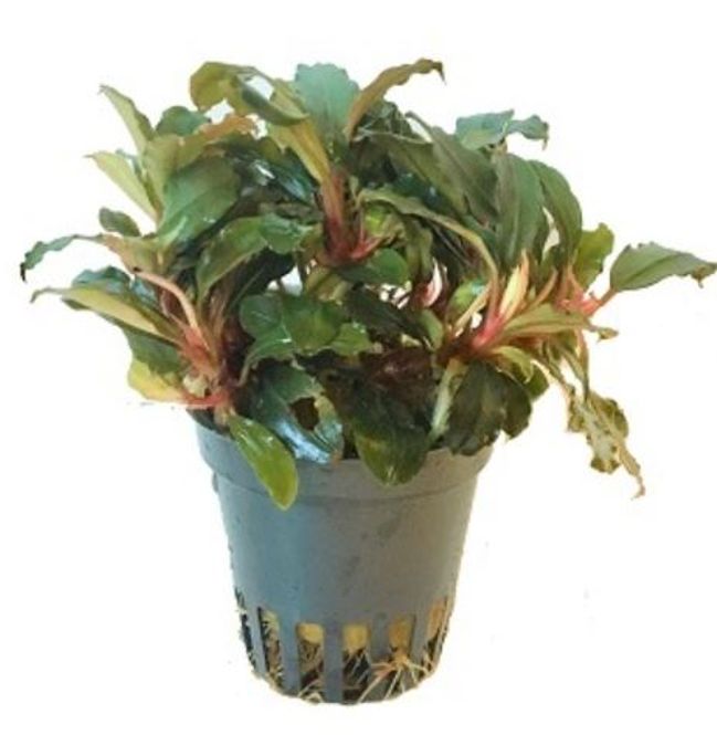 Hovedbilde Bucephalandra 