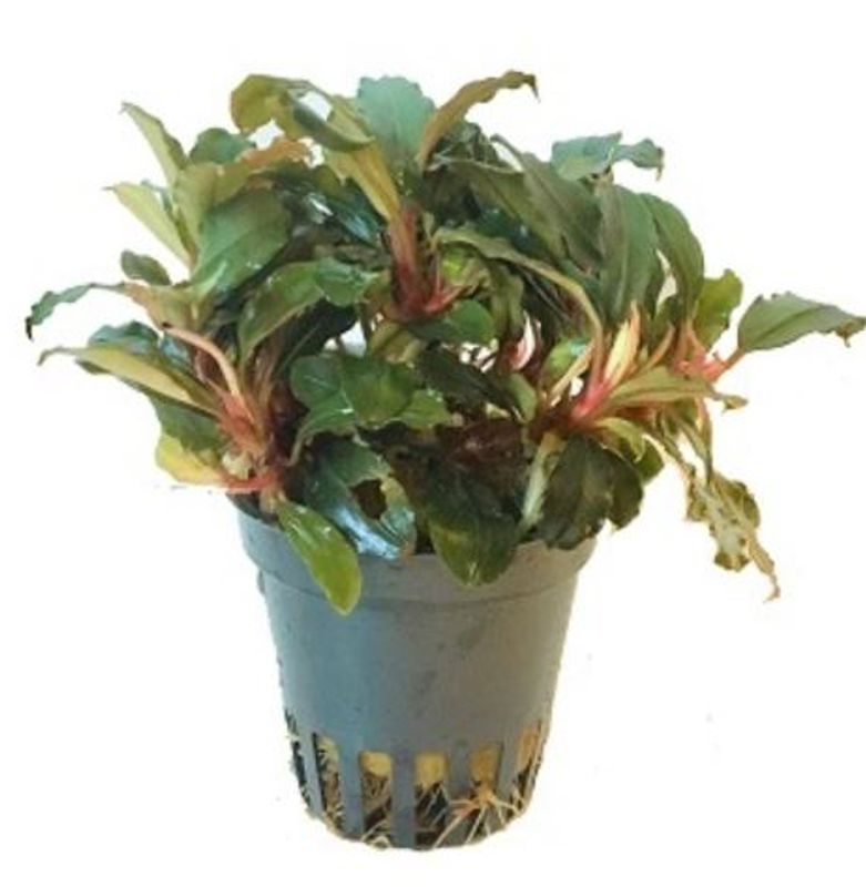 Bucephalandra 