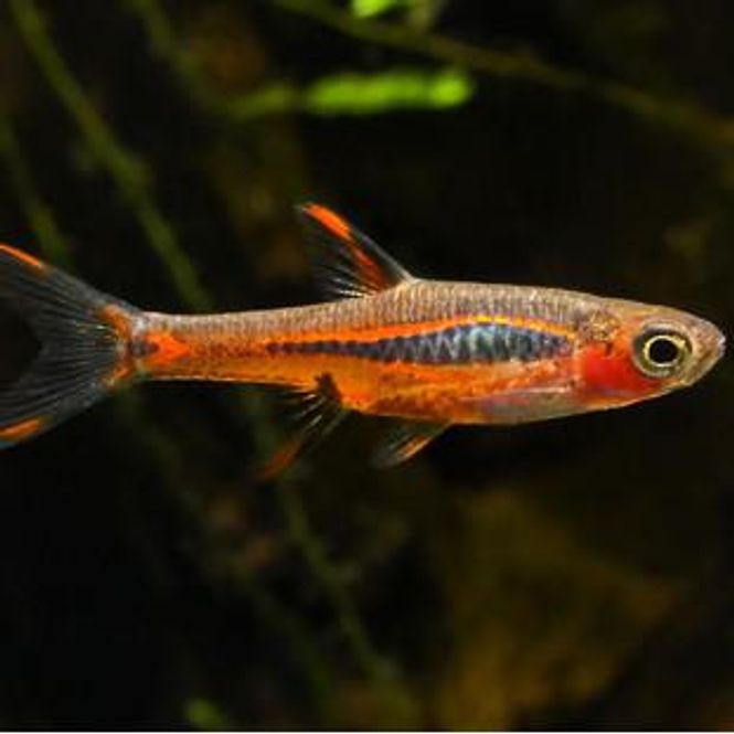 Hovedbilde Boraras Uropthalmoides / Miniatyrrasbora 