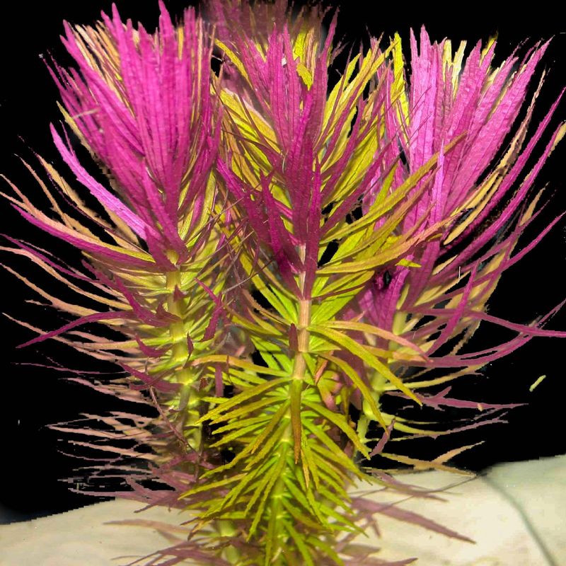 Limnophila Hippuridoides ( Aromatica )
