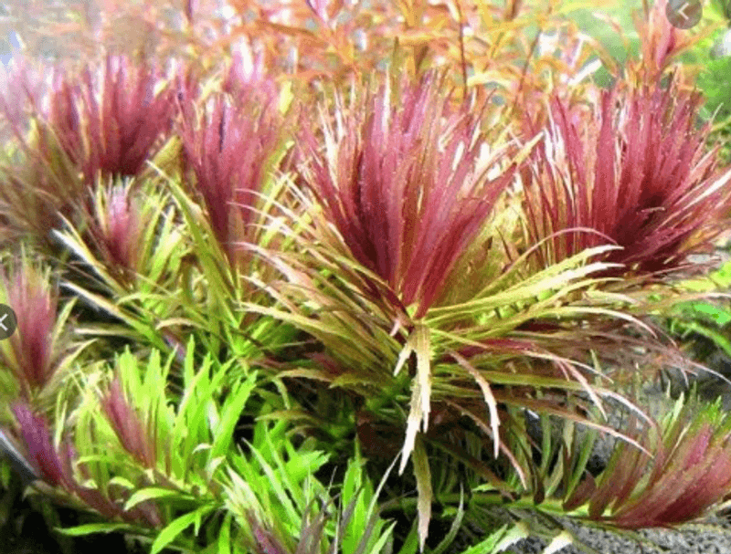 Limnophila Hippuridoides ( Aromatica )