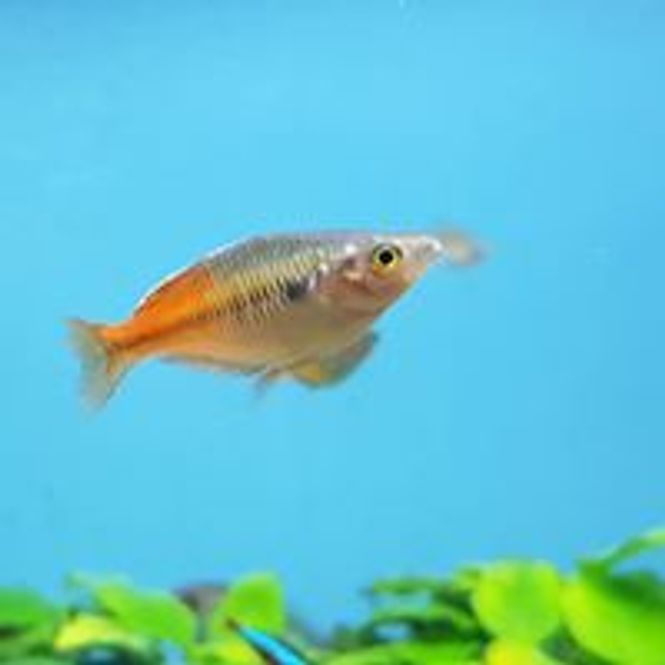 Hovedbilde Melanotaenia Boesemani