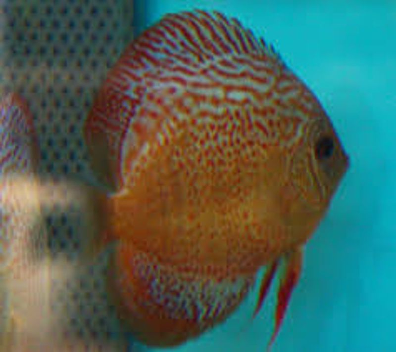 Snakeskinn Discus 15+cm