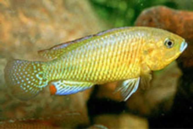 Hovedbilde Egyptisk munnruger