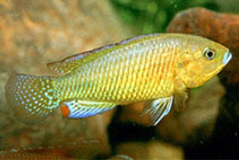 Egyptisk munnruger