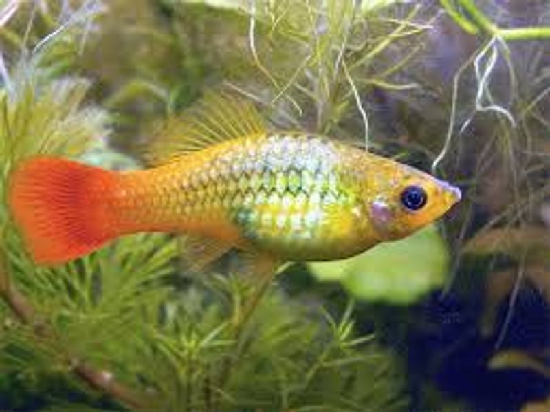 PLATY INDIANER 3-4cm