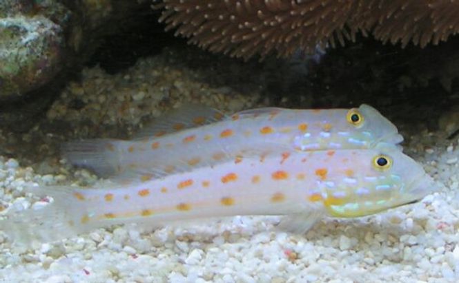 Hovedbilde  Valenciennea	puellaris par