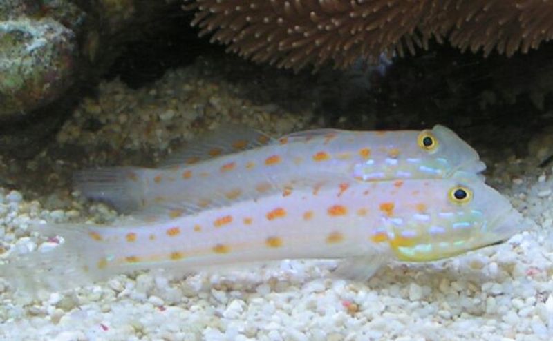  Valenciennea	puellaris par