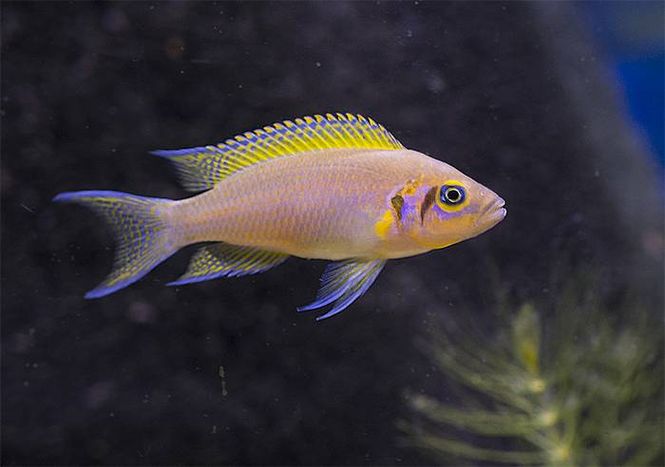 Hovedbilde Prinsessen av Zambia / Neolamprologus pulcher 6-8cm