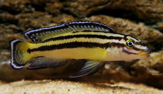 Hovedbilde Julidochromis regani