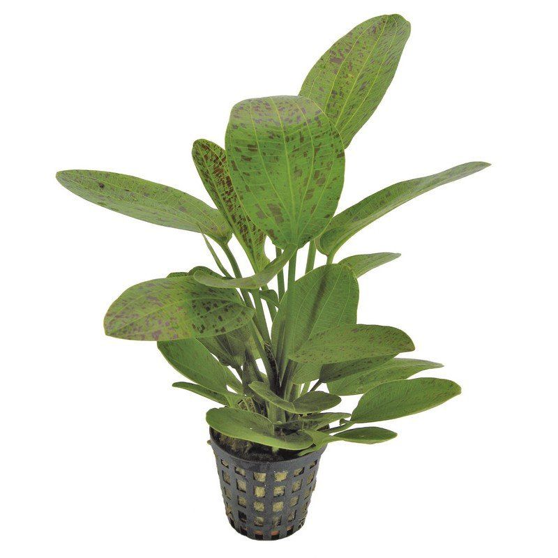 Echinodorus 