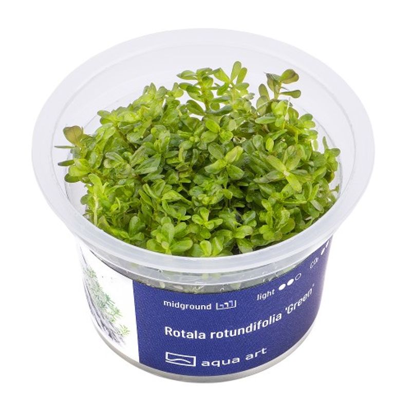 Aqua-Art Invitro Rotala rotundifolia 'Green'