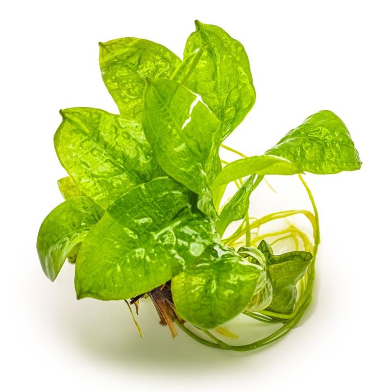 Echinodorus grisebachii 'Tropica' 1-2 Grow Invitro
