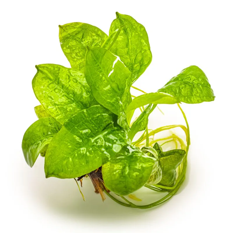 Echinodorus grisebachii 'Tropica' 1-2 Grow Invitro