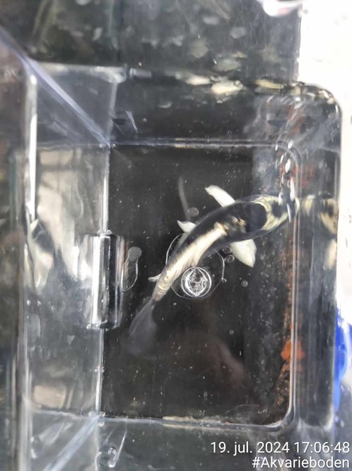 Hovedbilde Japansk Koi  (Kubatu) 8-10cm