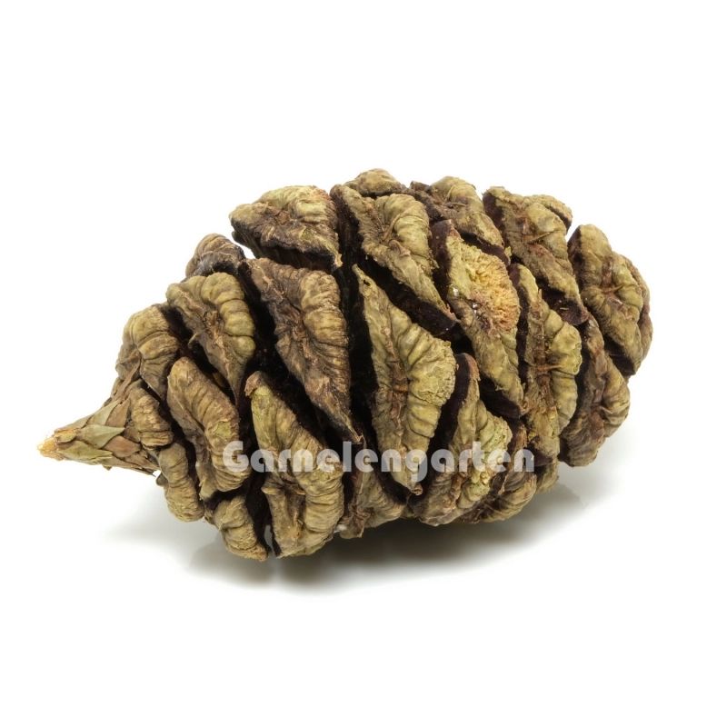 AB Sequoia Kongler  1pk