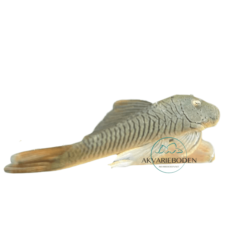 L276 Chaetostoma aff. lineopunctatum 