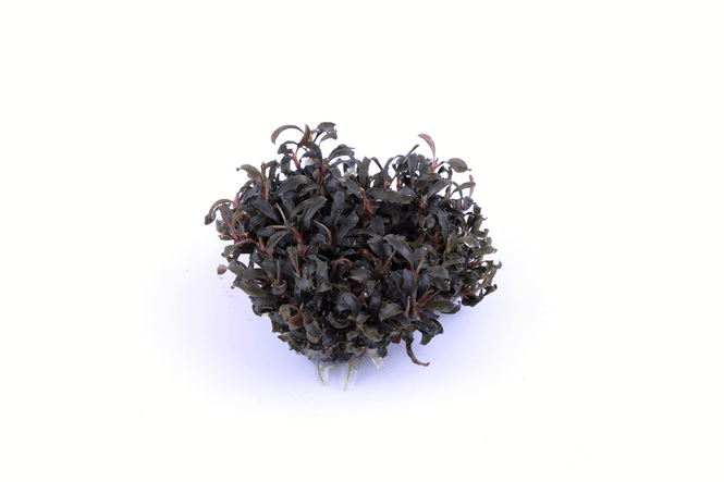 Hovedbilde Bucephalandra 'Kedagang' 1-2 Grow