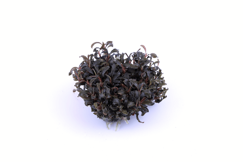 Bucephalandra 'Kedagang' 1-2 Grow