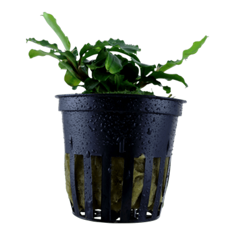 Bucephalandra pygmaea 'Wavy Green'
