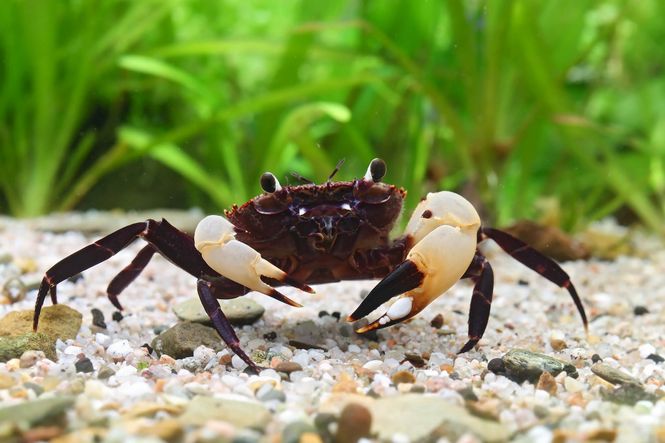 Hovedbilde Parathelphusa flavichela White Claw Krabbe