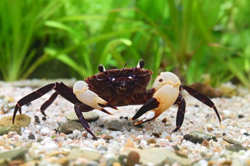 Parathelphusa flavichela White Claw Krabbe
