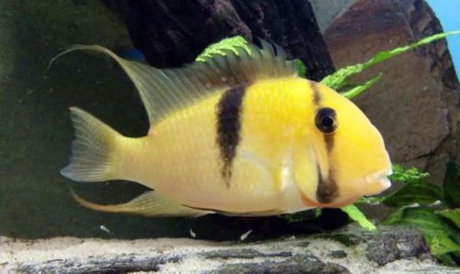 Hovedbilde Guianacara stergiosi 