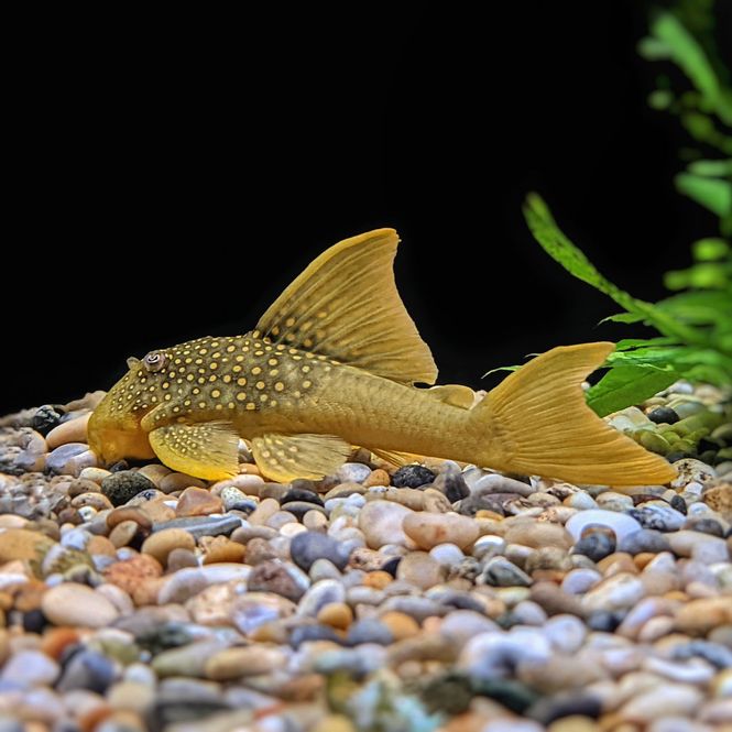 Hovedbilde Baryancistrus demantoides L200 Hi Fin 12cm