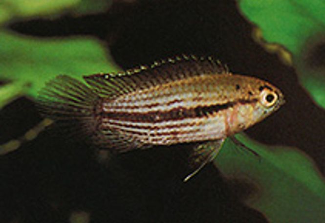 Hovedbilde Nannacara taenia