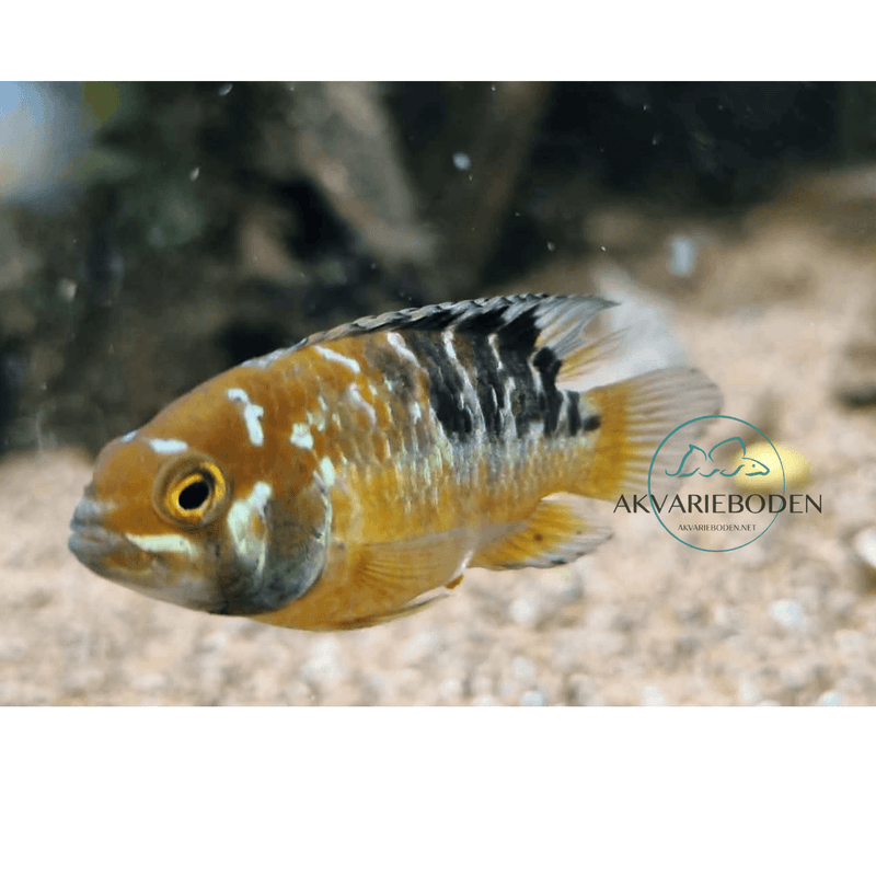 IVANACARA BIMACULATA  F1 