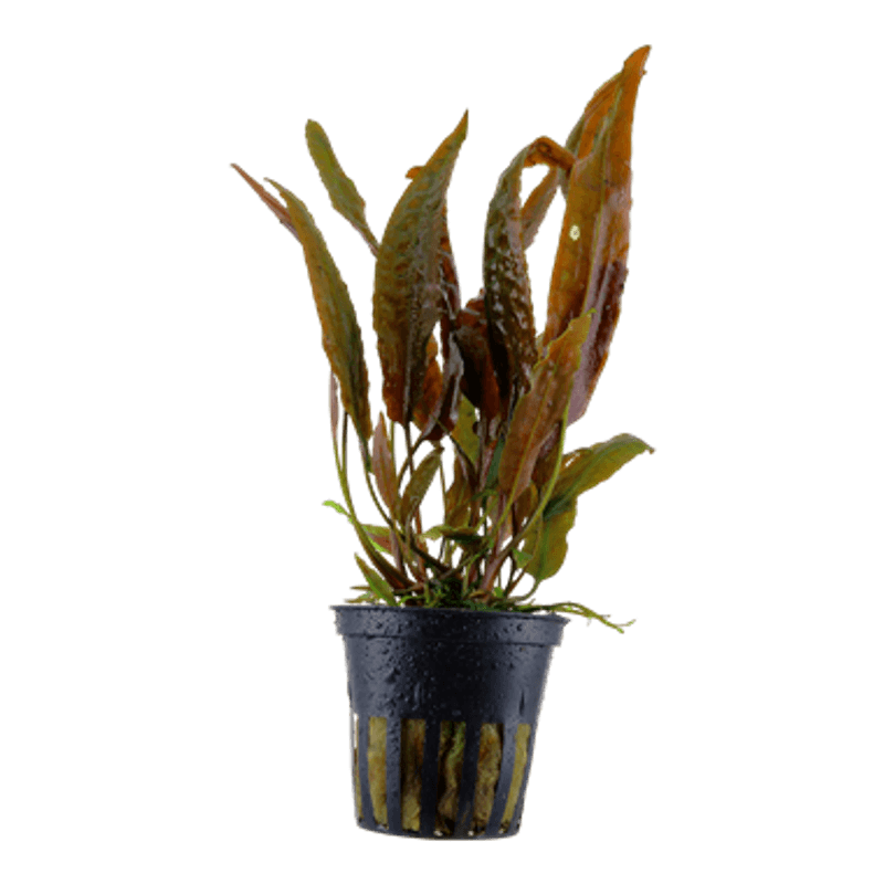 Cryptocoryne usteriana - Potte