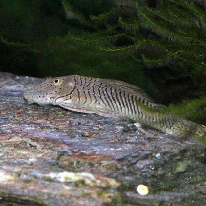 Hovedbilde L187b Chaetostoma formosae 