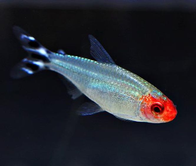 Hovedbilde  Rødmunntetra VF