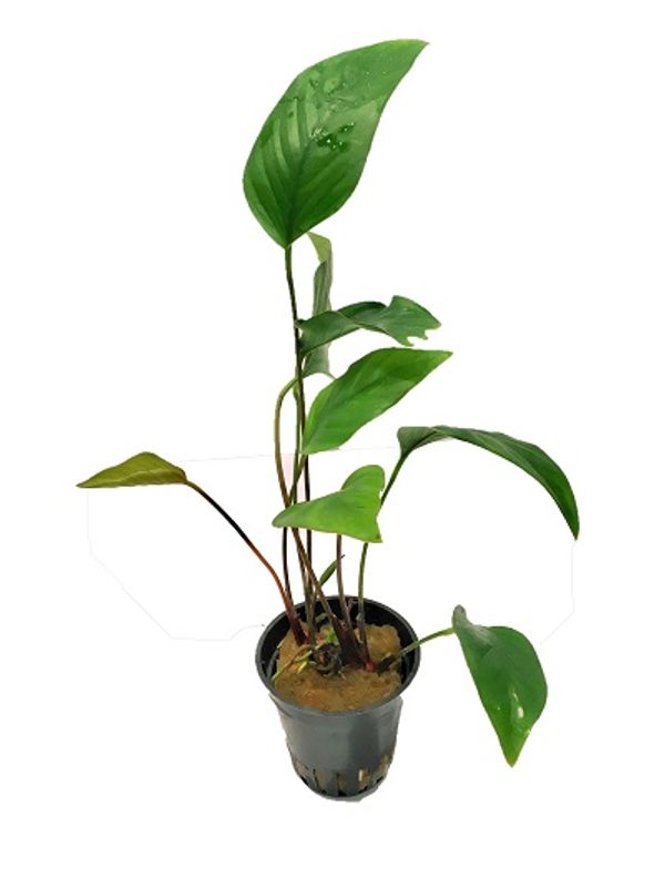 Anubias hastifolia Akvarieplante