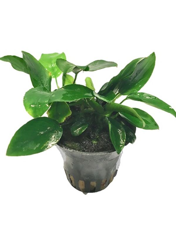 Anubias Nana Mini