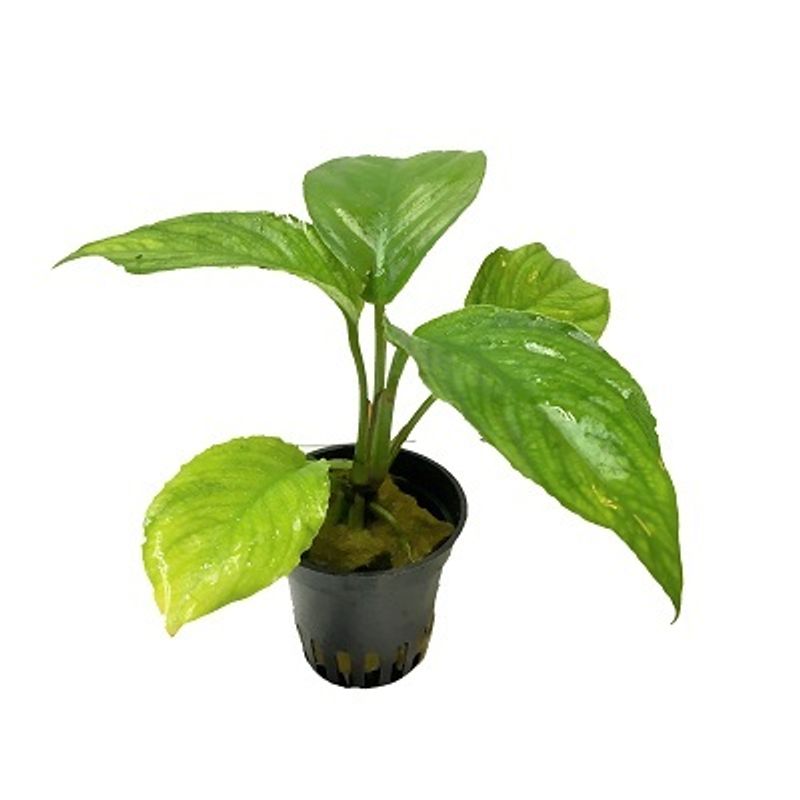 Anubias heterophylla Akvarieplante