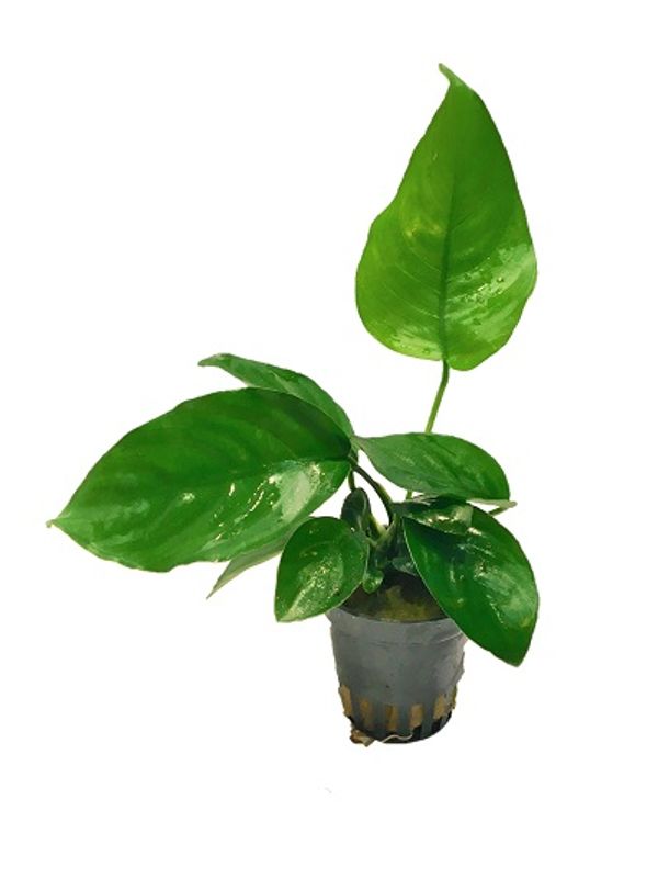 Anubias barteri Akvarieplante