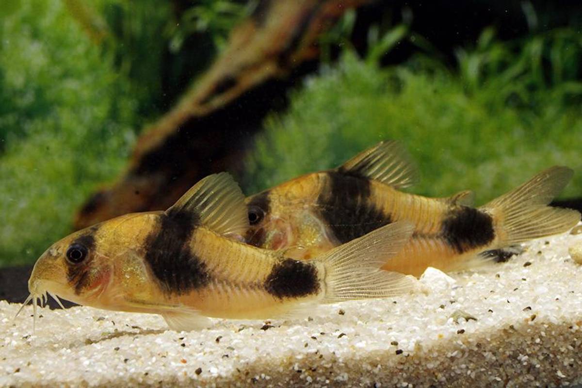 Corydoras Weitzmani 